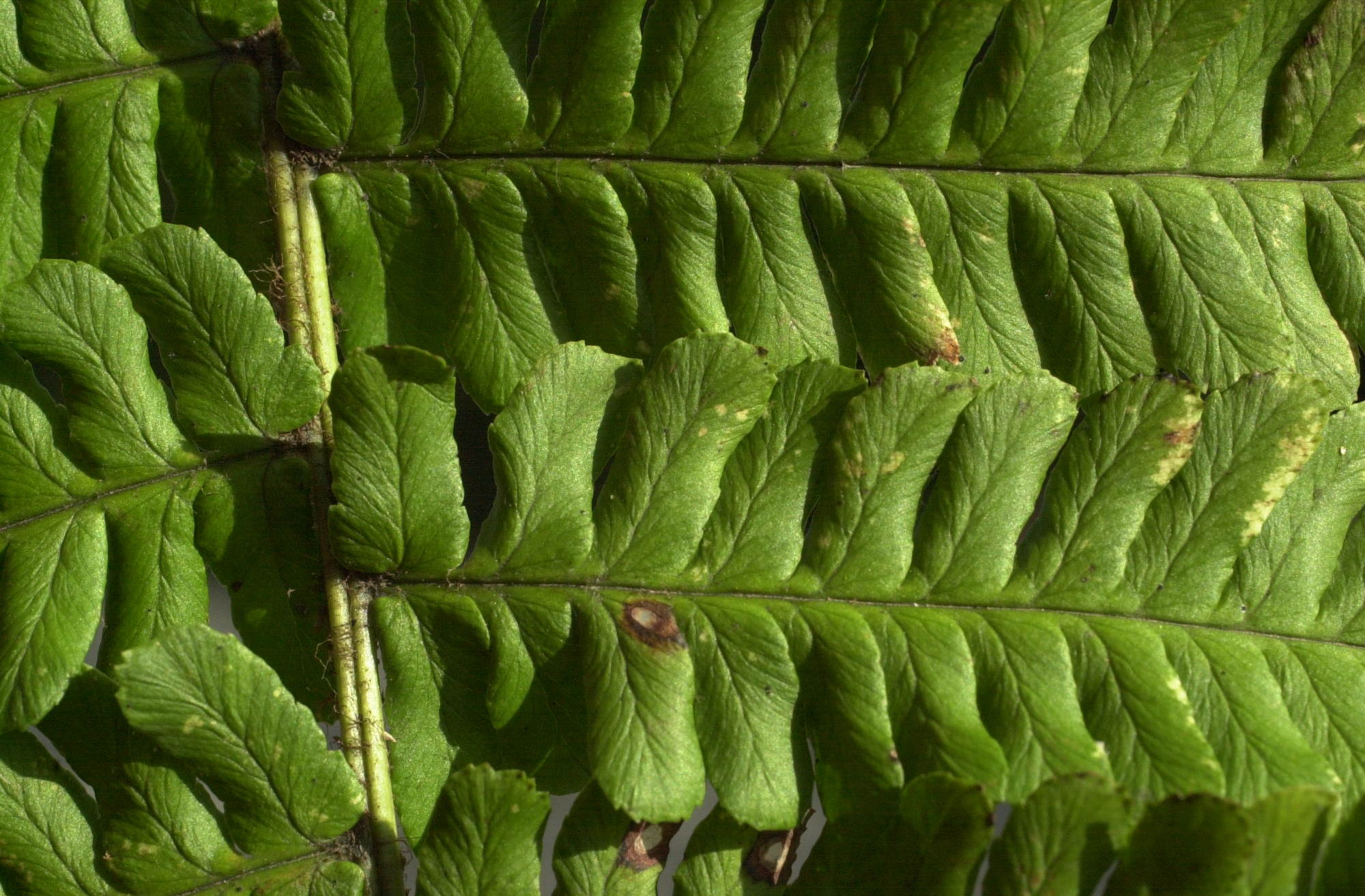Afficher le média dryopteris_affinis_borreri3bmd dryopteris_affinis_borreri3bmd