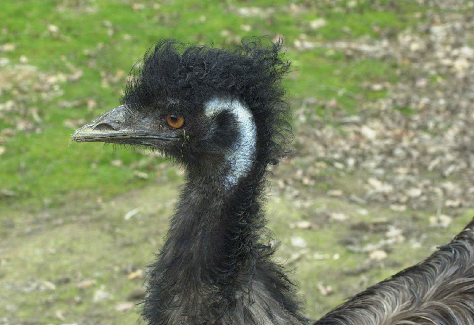 emeu_-_dromaius_novaehollandiae2md