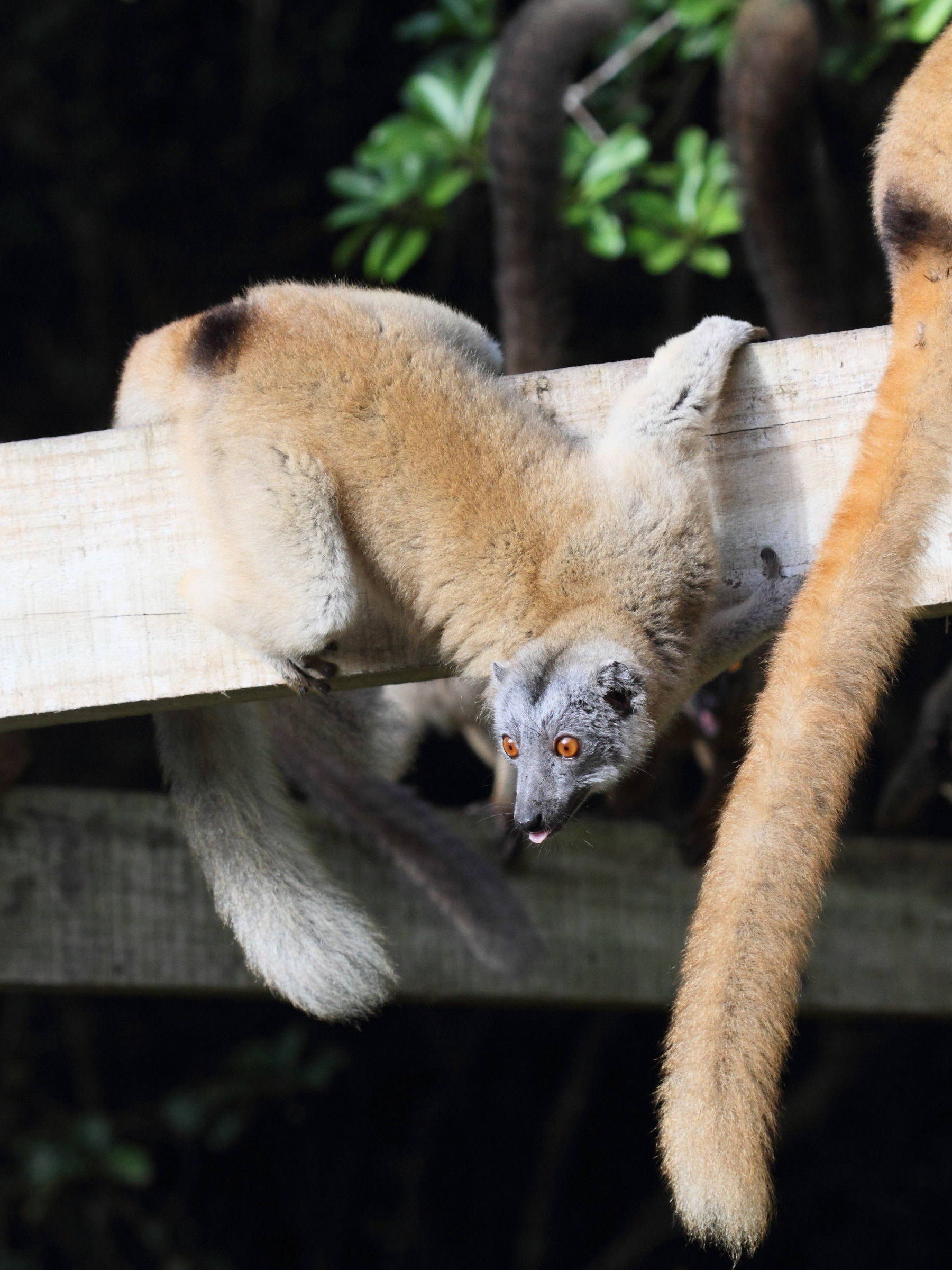 eulemur_fulvus_mayottensis2bd