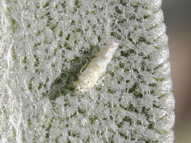 eupteryx_melissae2md