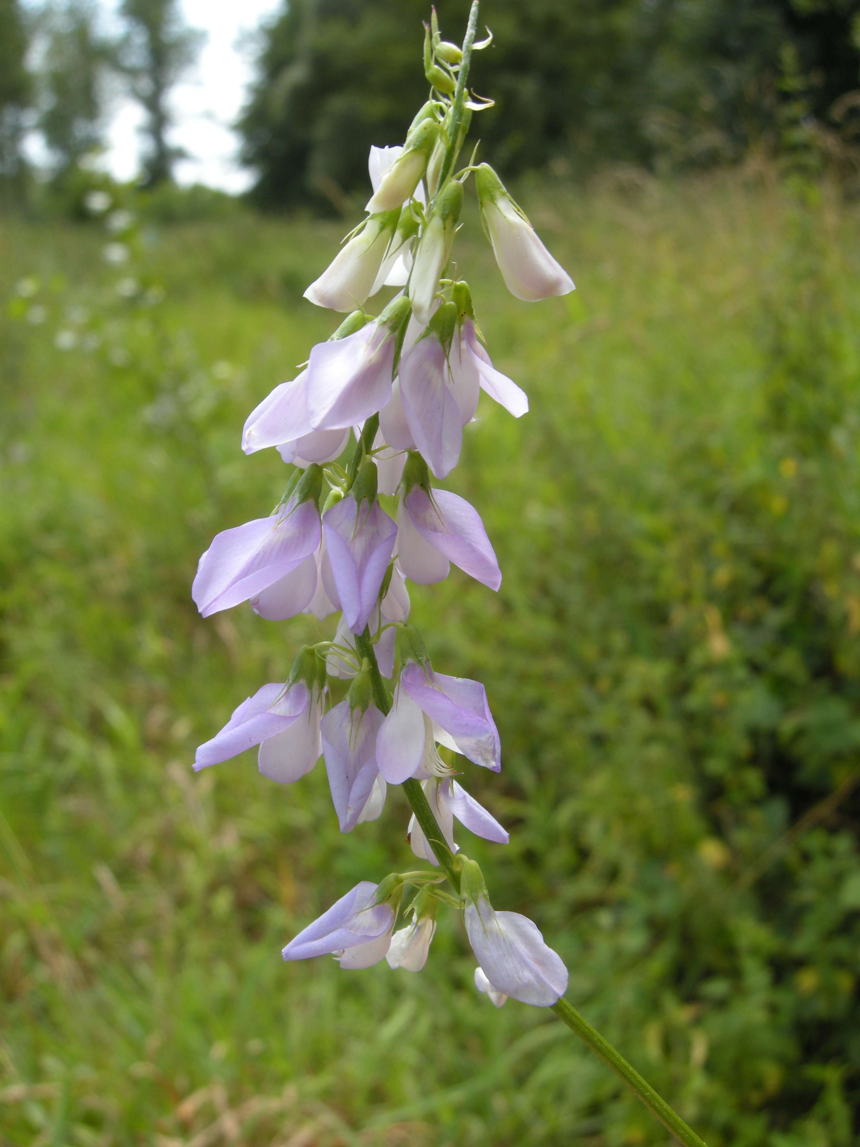 Afficher le média galega_officinalis2bmd galega_officinalis2bmd