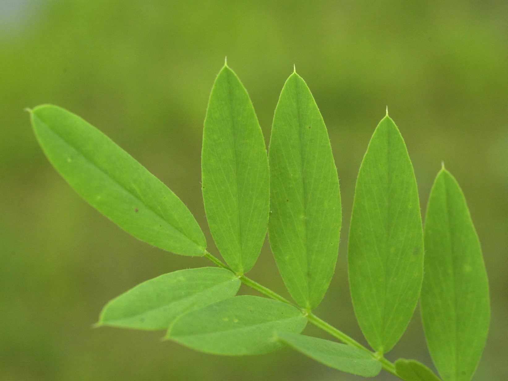 Afficher le média galega_officinalis3md galega_officinalis3md