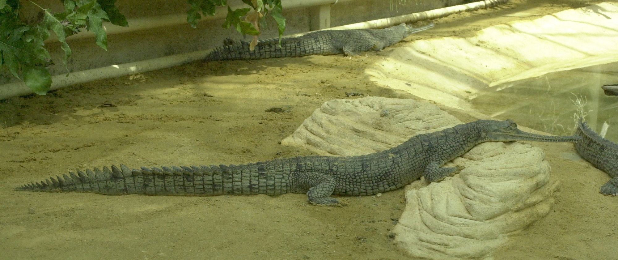 gavialis_gangeticus1md
