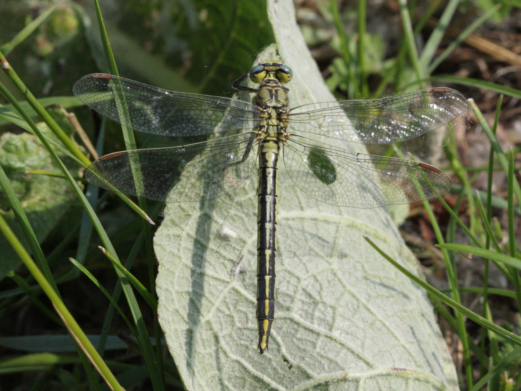gomphus_pulchellus3abd