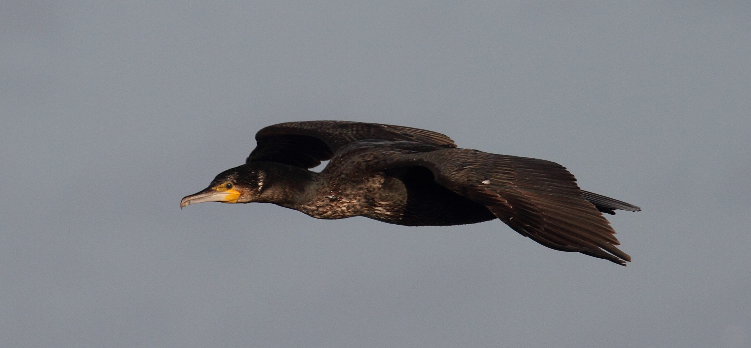 grand_cormoran_-_phalacrocorax_carbo7bd