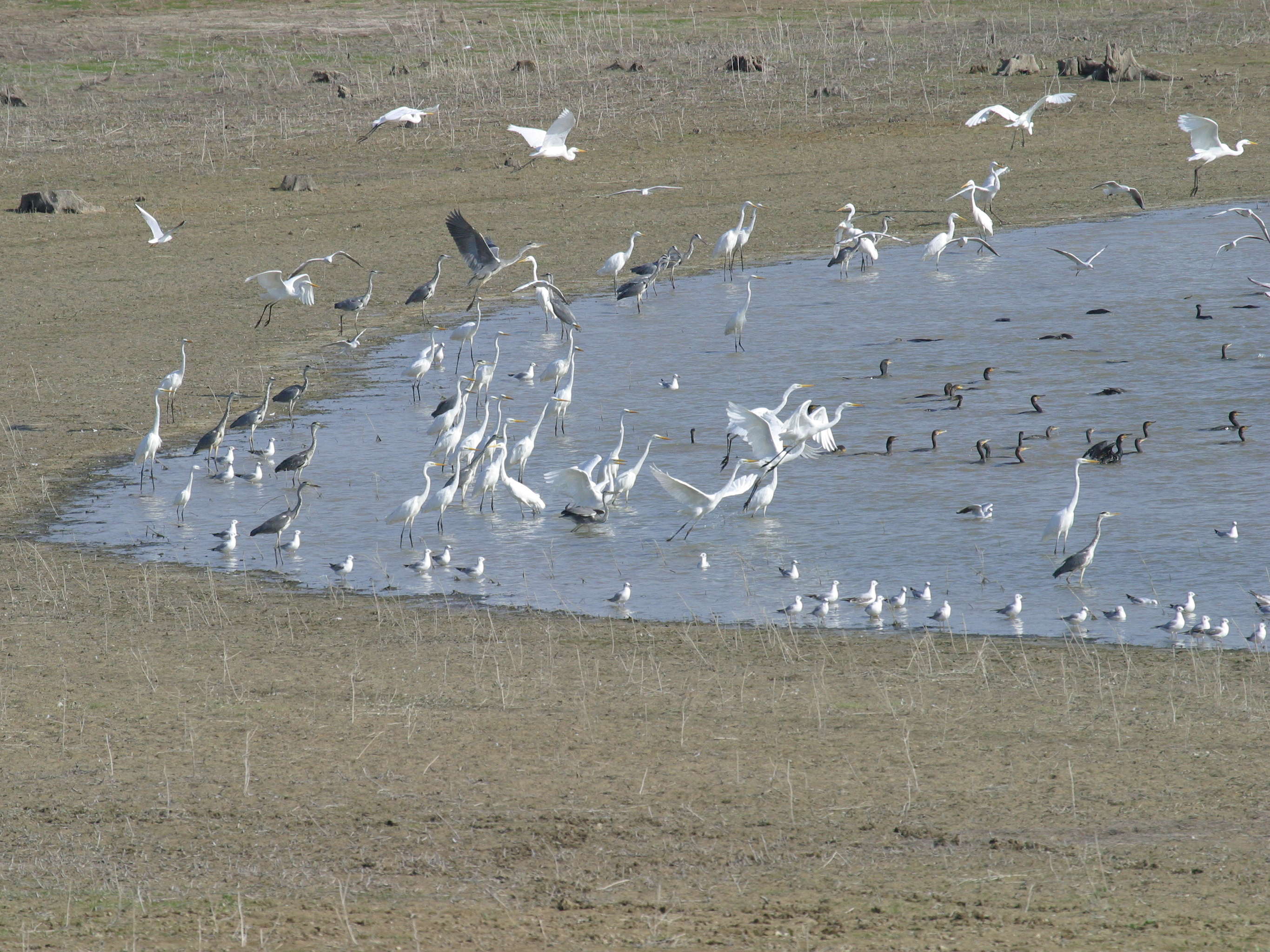grande_aigrette_-_ardea_alba3bd