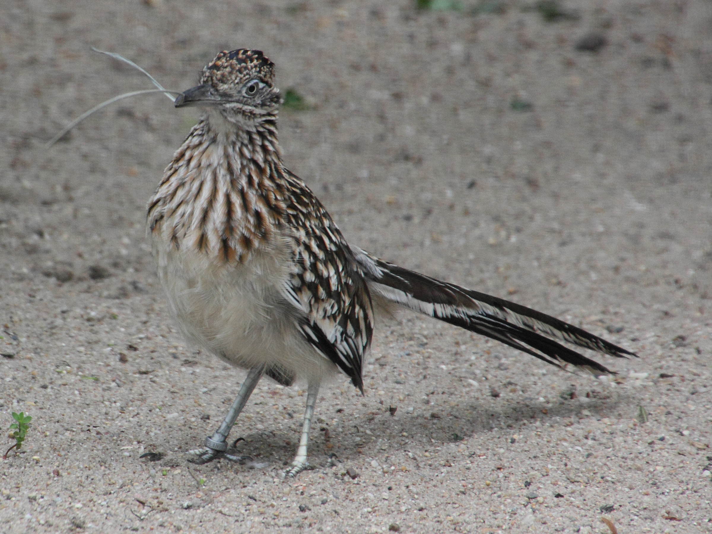 guira_cantara_-_guira_guira3md
