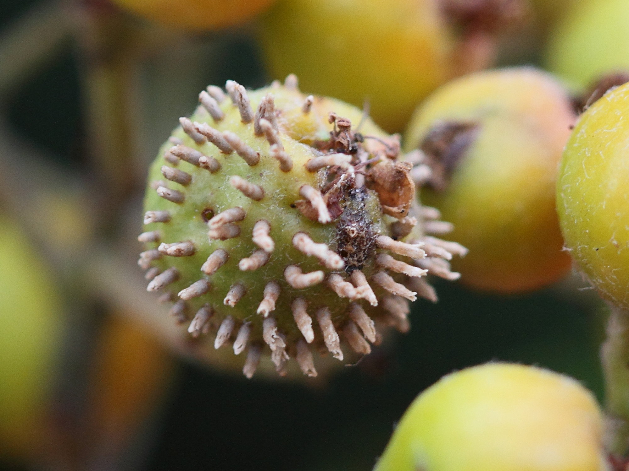 Afficher le média gymnosporangium_clavariiforme2md gymnosporangium_clavariiforme2md