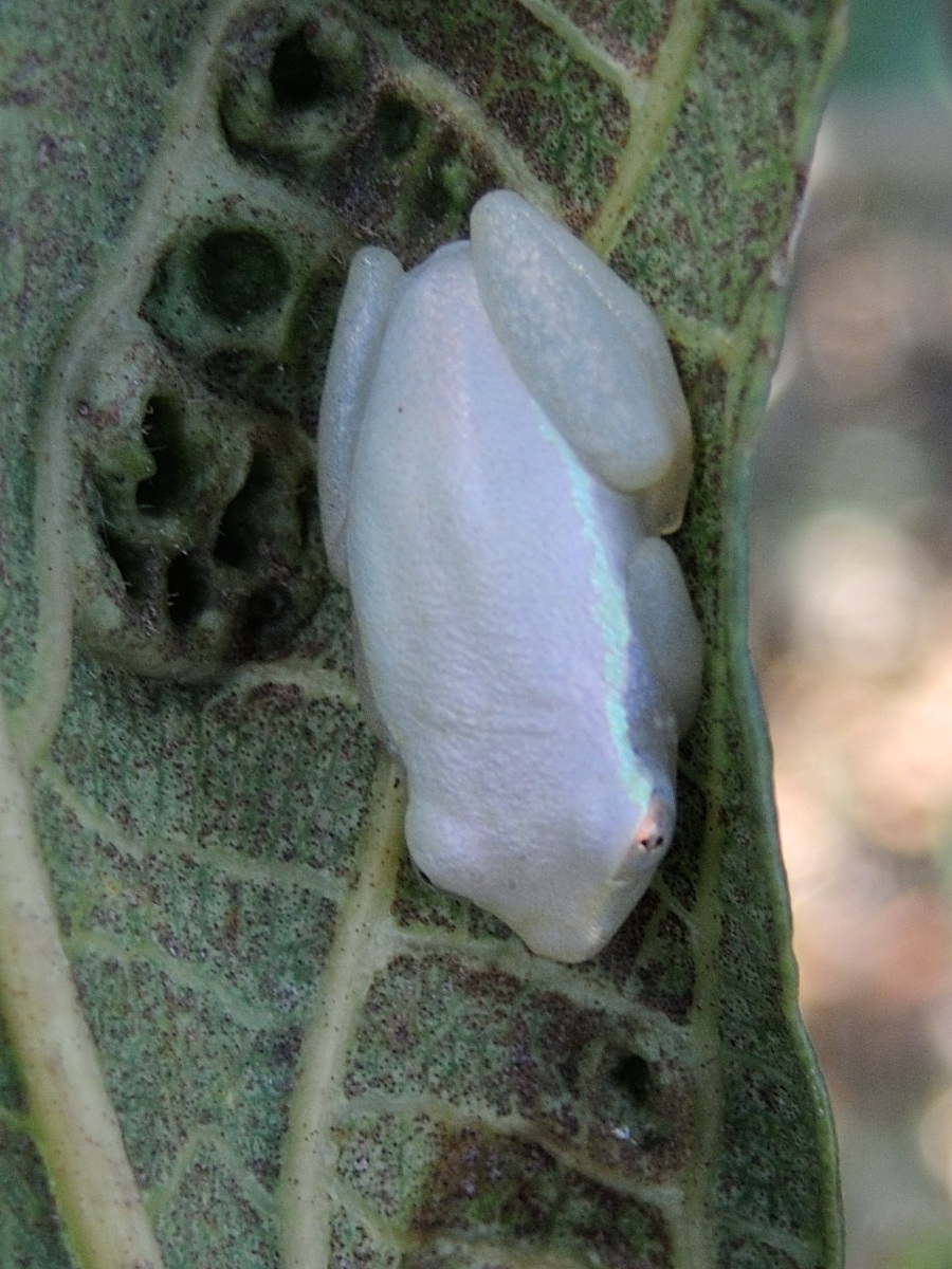 heterixalus_betsileo2md