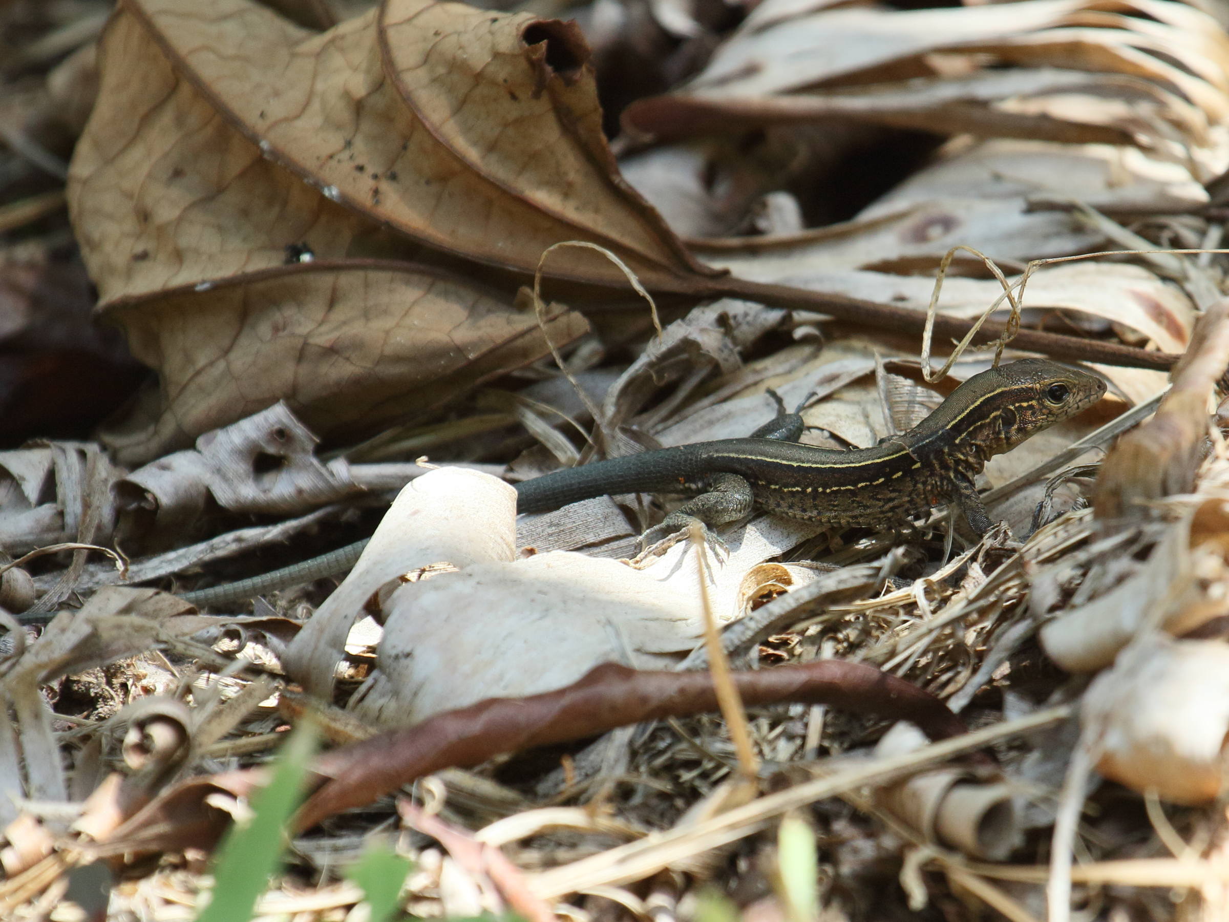 holcosus_quadrilineatus2bd