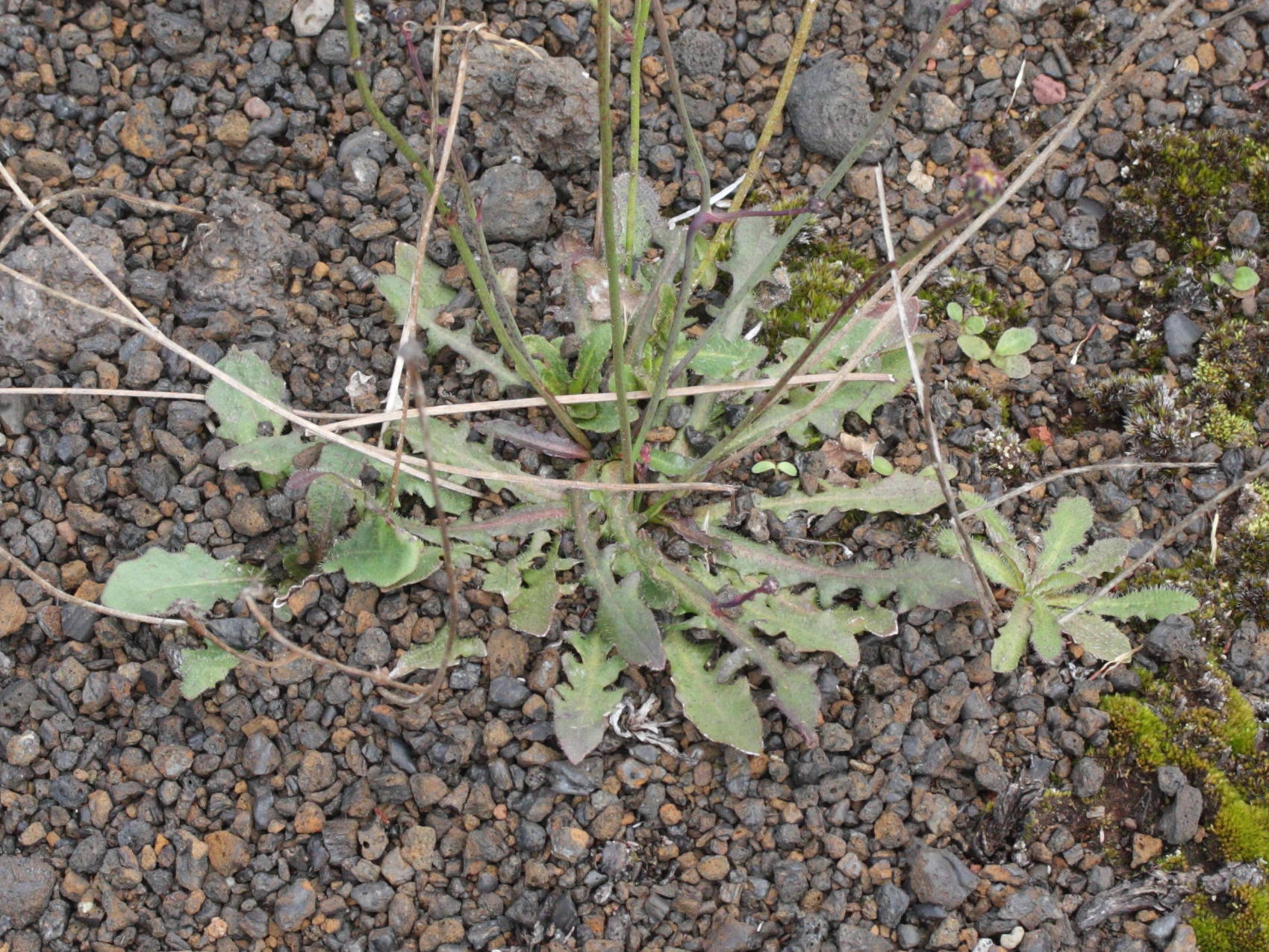 Afficher le média hypochaeris_radicata5md hypochaeris_radicata5md