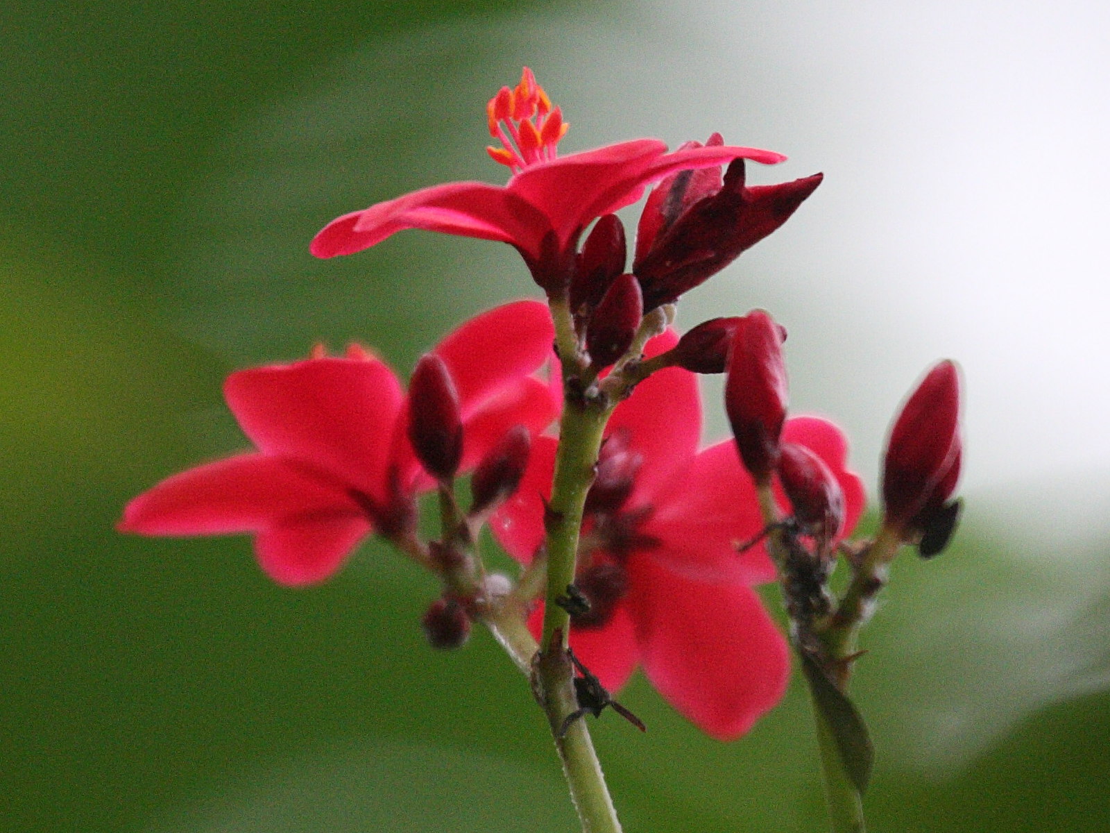 jatropha_integerrima3bd