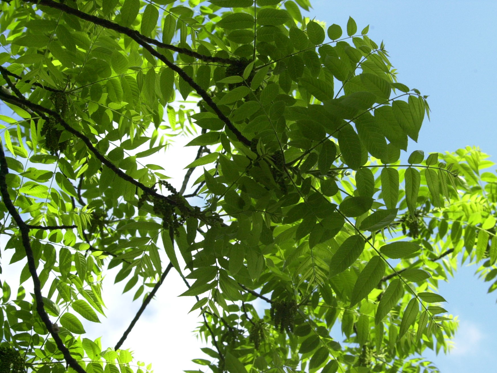 Afficher le média juglans_nigra2md juglans_nigra2md