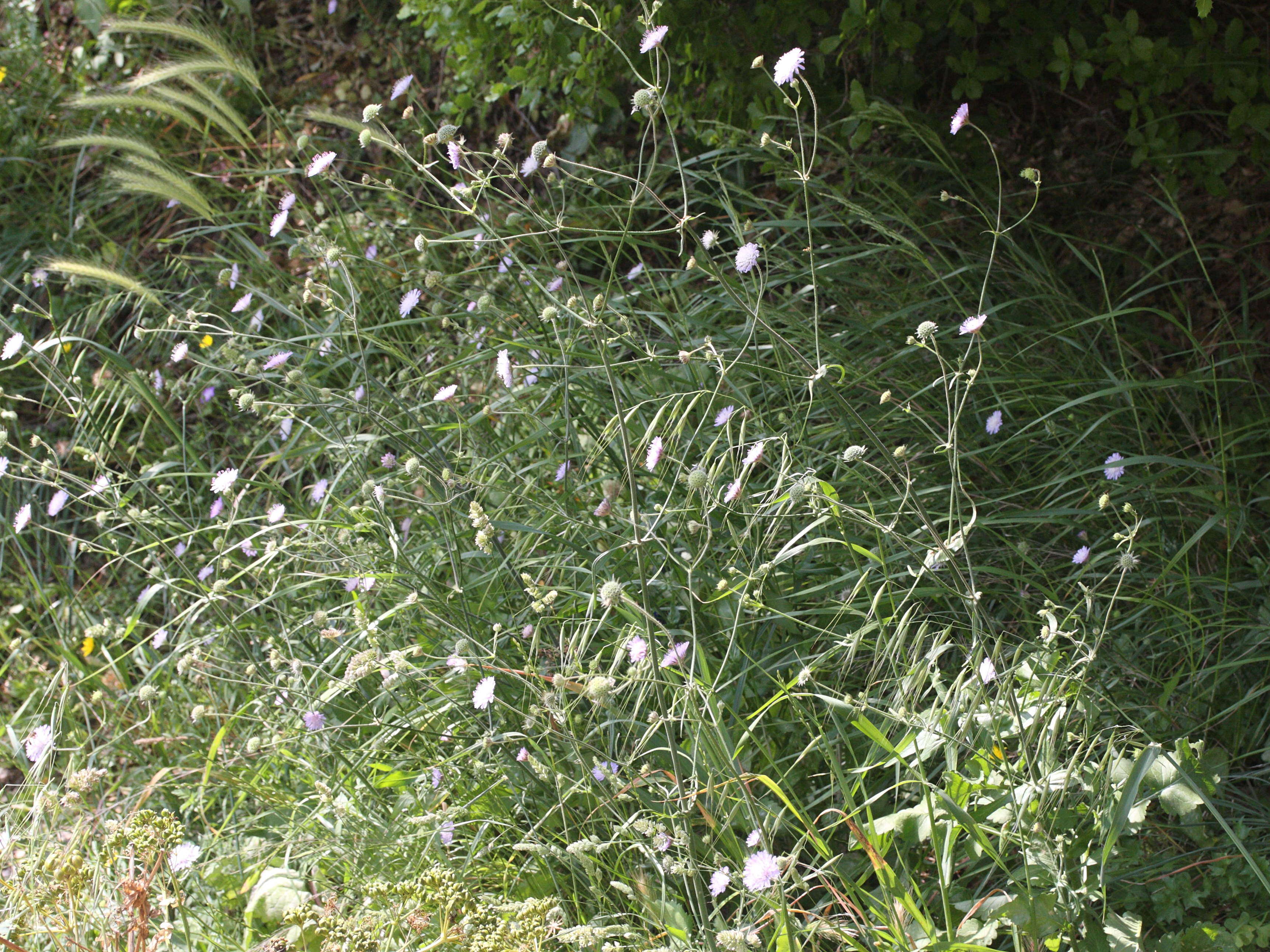 knautia_integrifolia1md