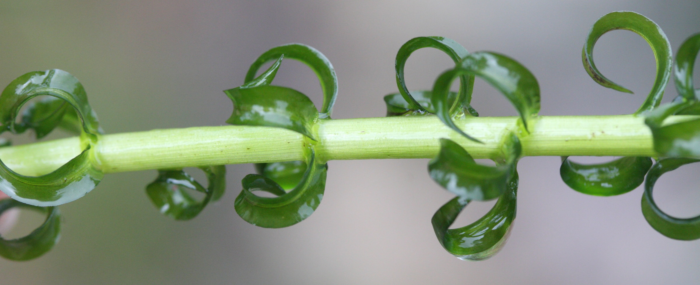 lagarosiphon_major3md