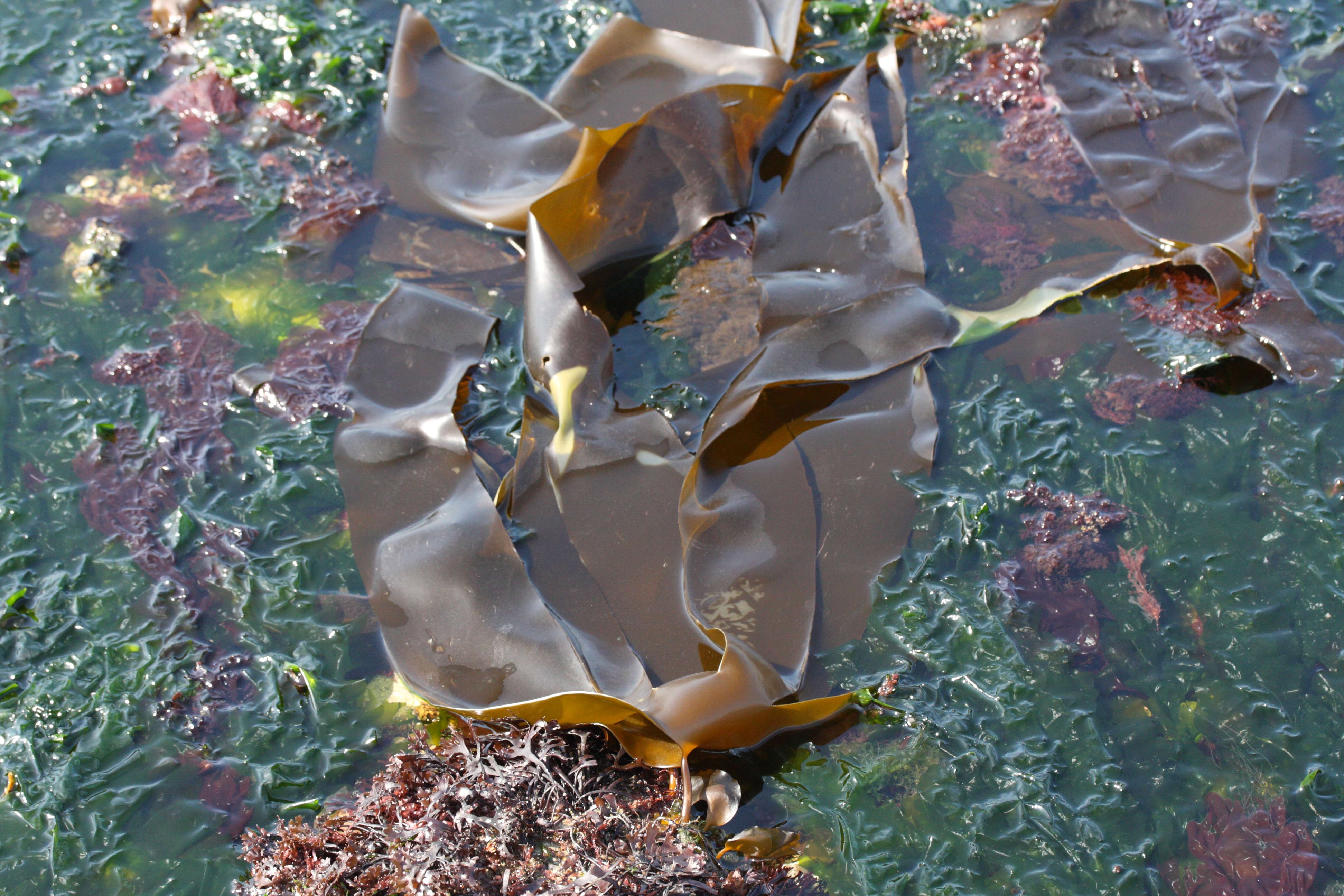 Afficher le média laminaria_digitata2md laminaria_digitata2md