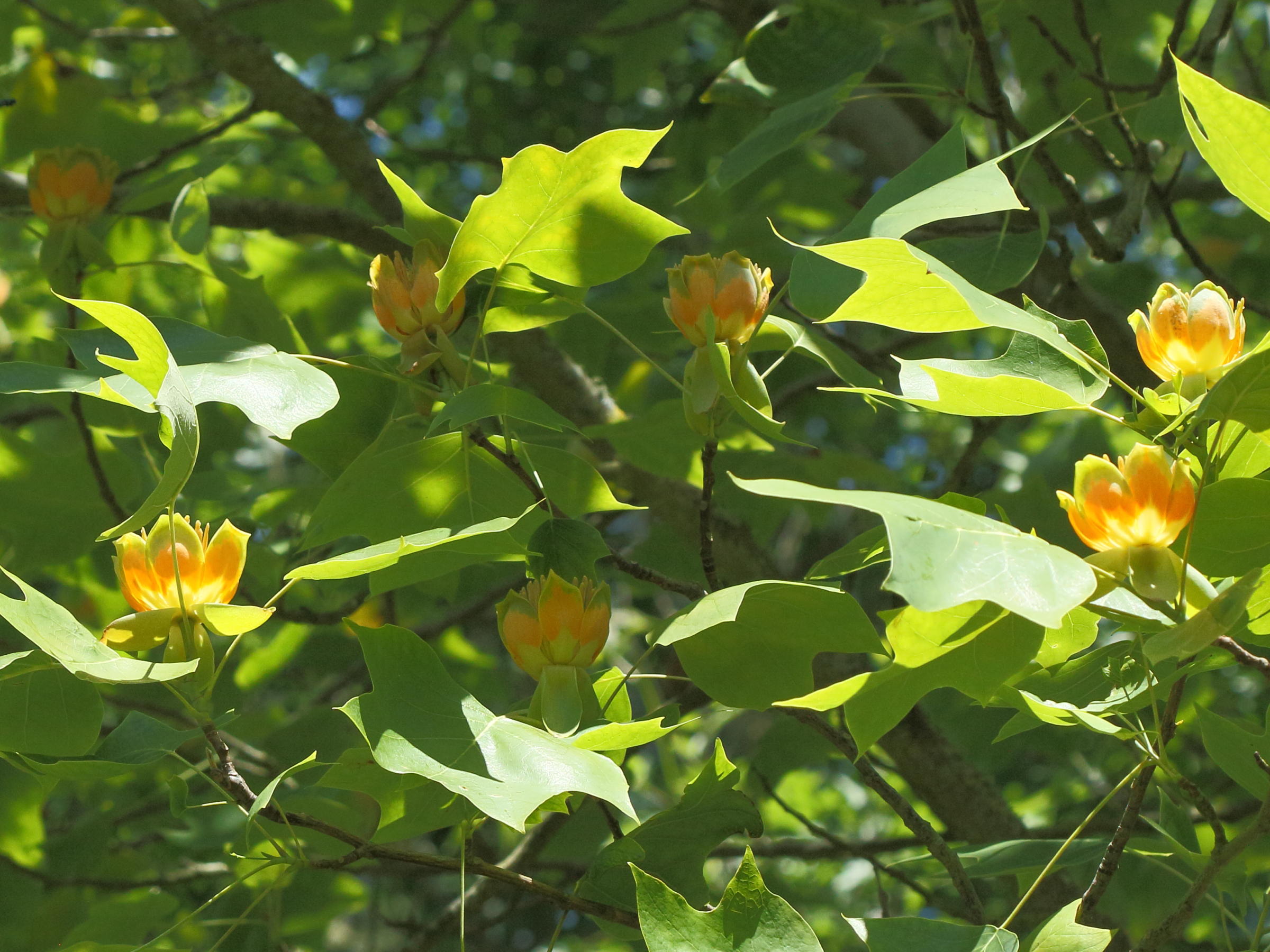 liriodendron_tulipifera3bd
