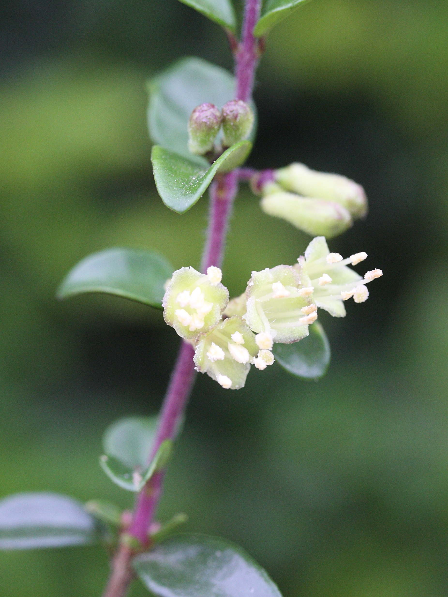 lonicera_nitida2md