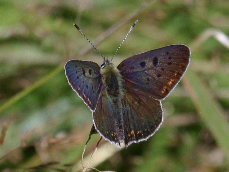 lycaena_helle6bd