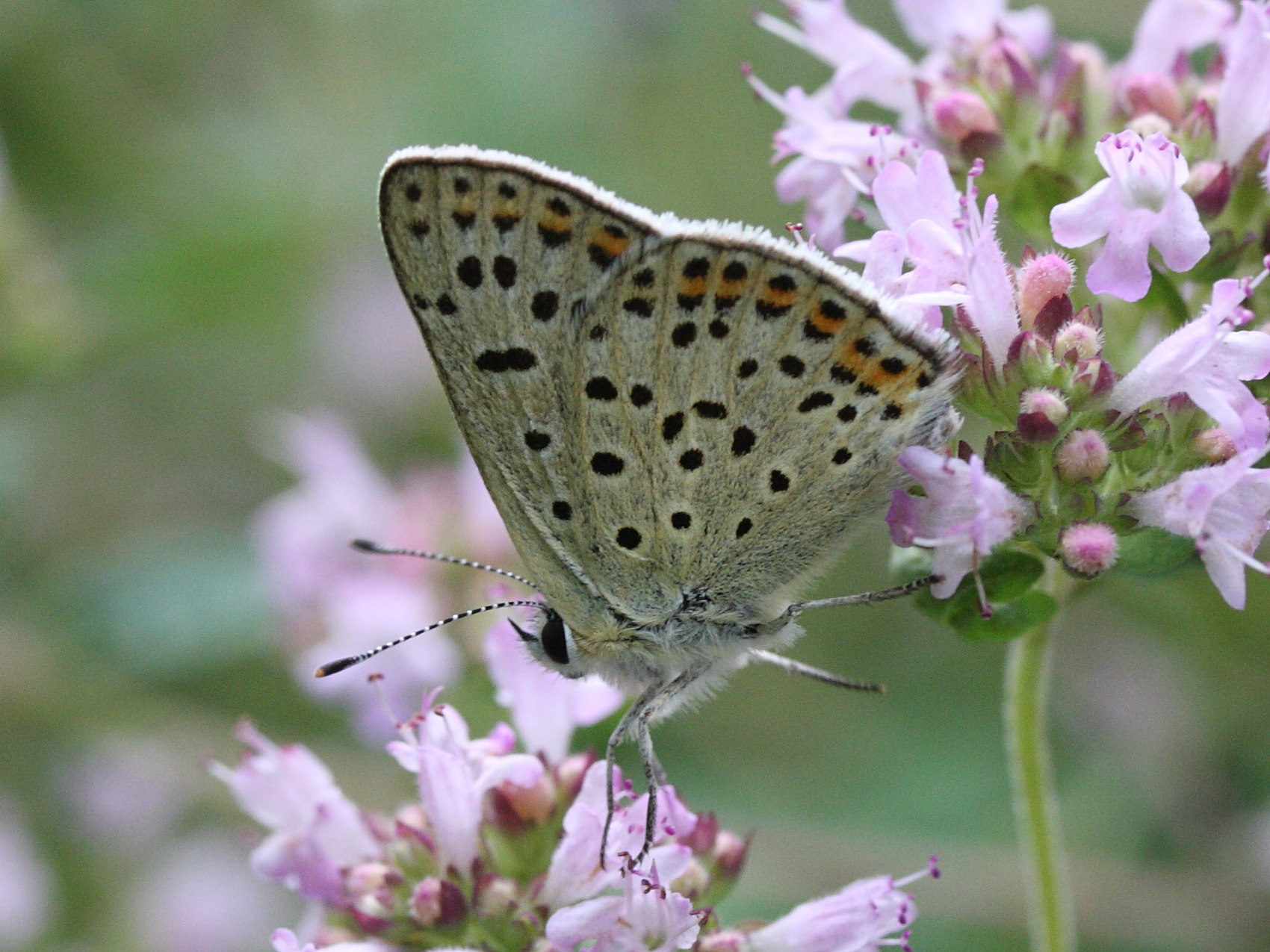 lycaena_tityrus6md