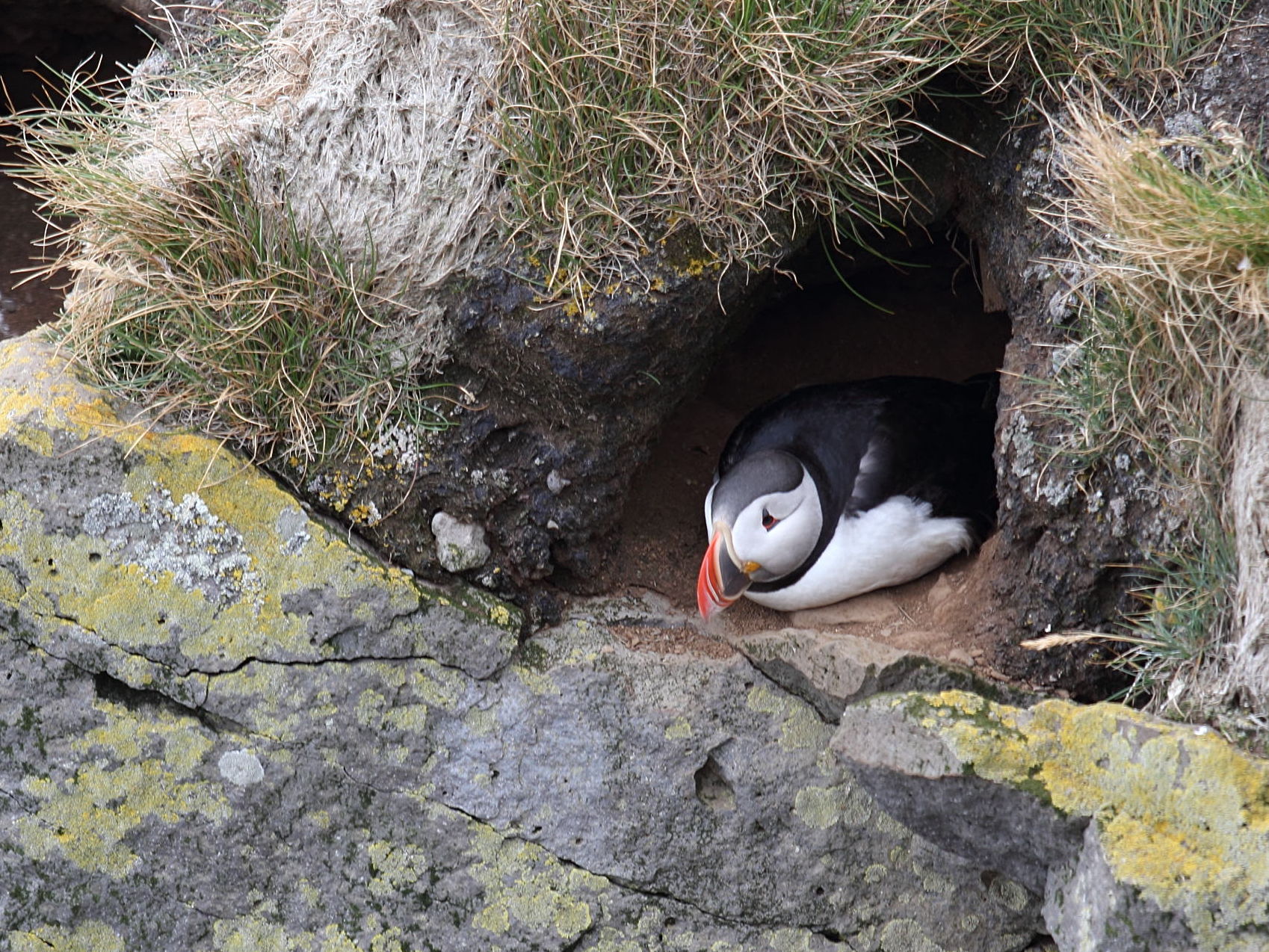 macareux_moine_-_fratercula_arctica6sd