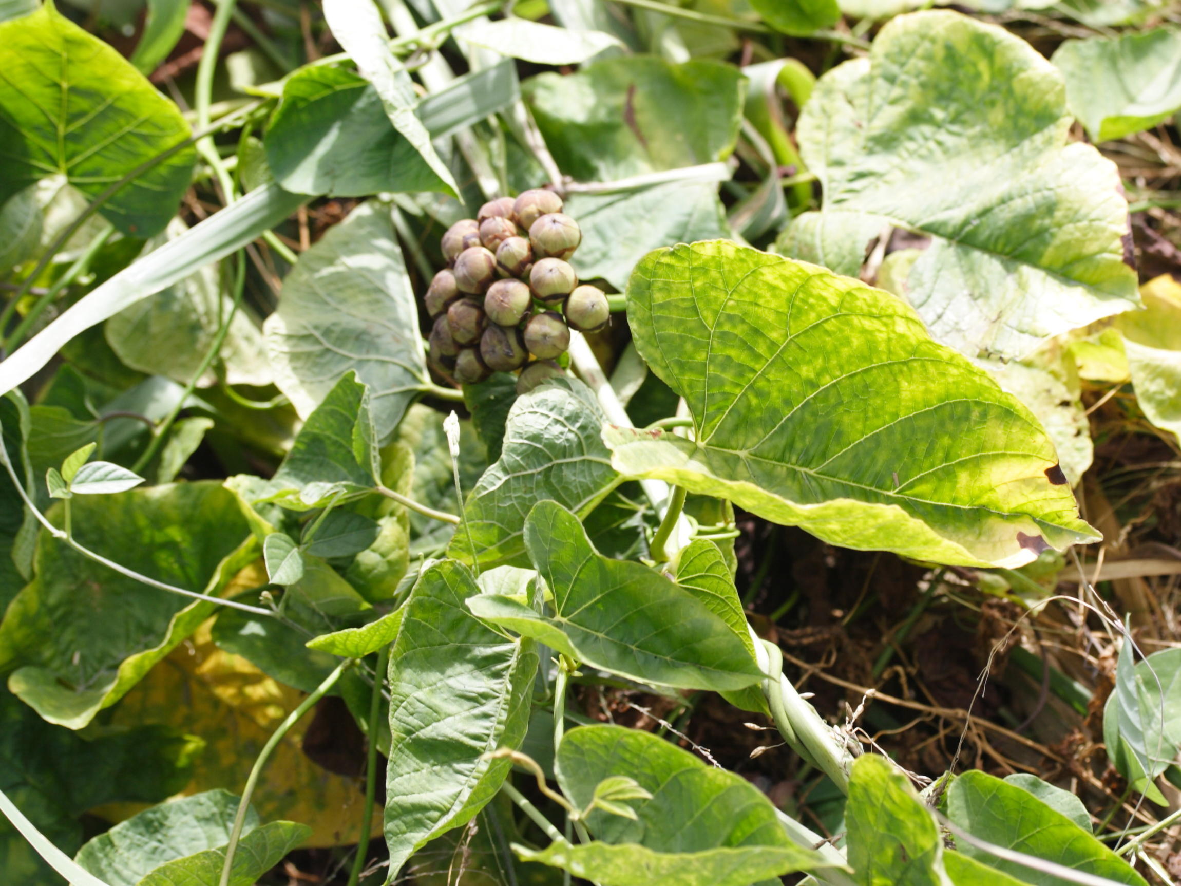 merremia_umbellata3md