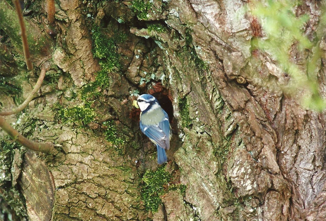 mesange_bleue_-_cyanistes_caeruleus3md