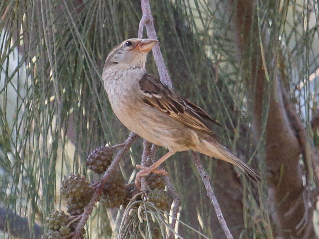 moineau_espagnol_-_passer_hispaniolensis2bd