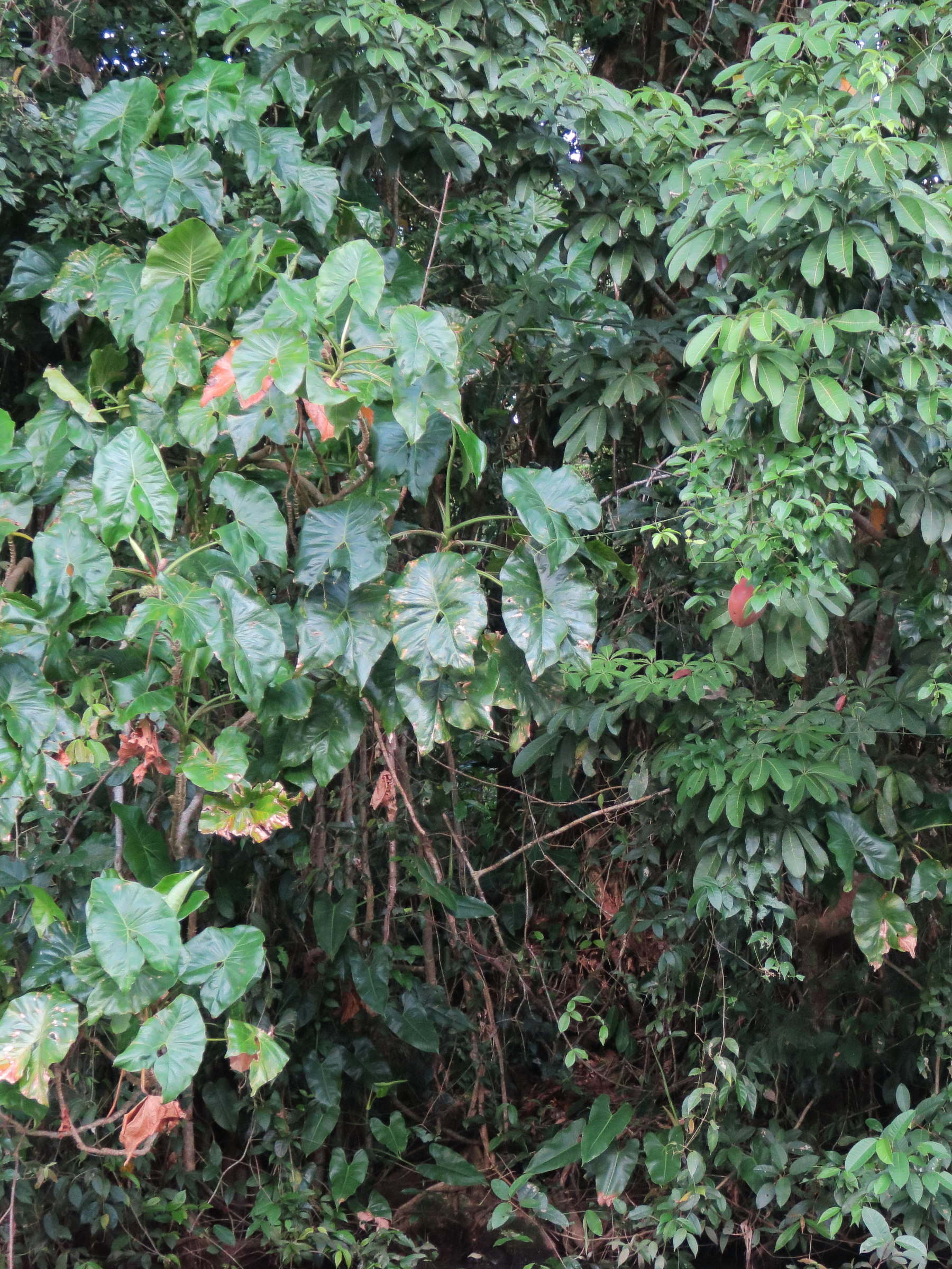 Afficher le média montrichardia_arborescens1md montrichardia_arborescens1md