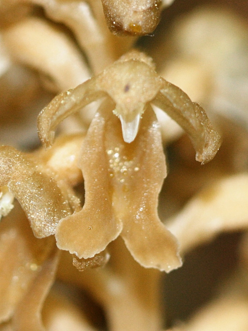 neottia_nidus-avis3md