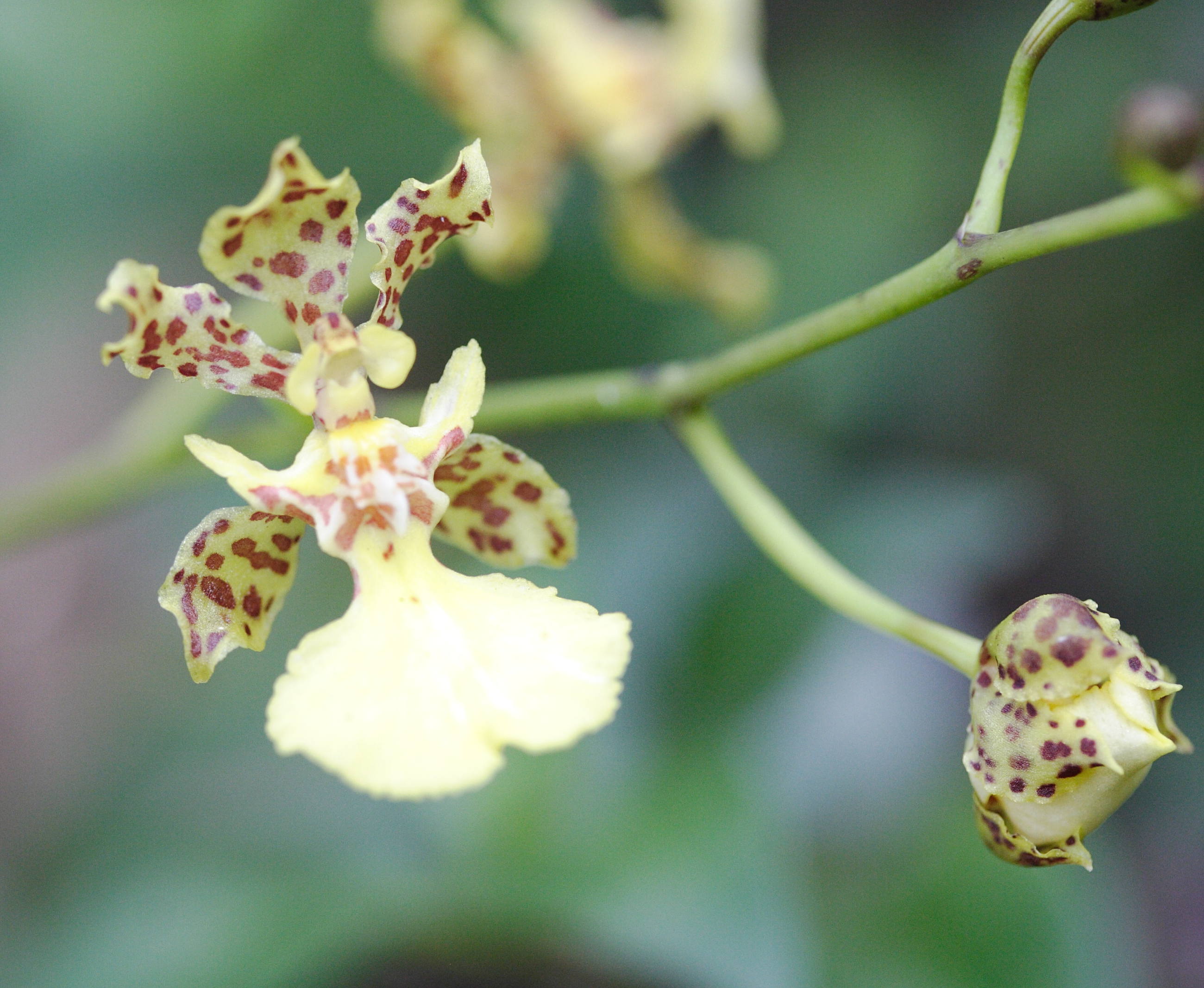 Afficher le média oncidium_altissimum3md oncidium_altissimum3md