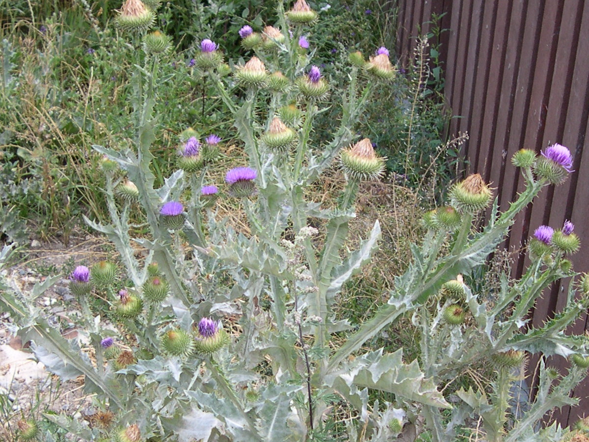 Afficher le média onopordum_acanthium2md onopordum_acanthium2md