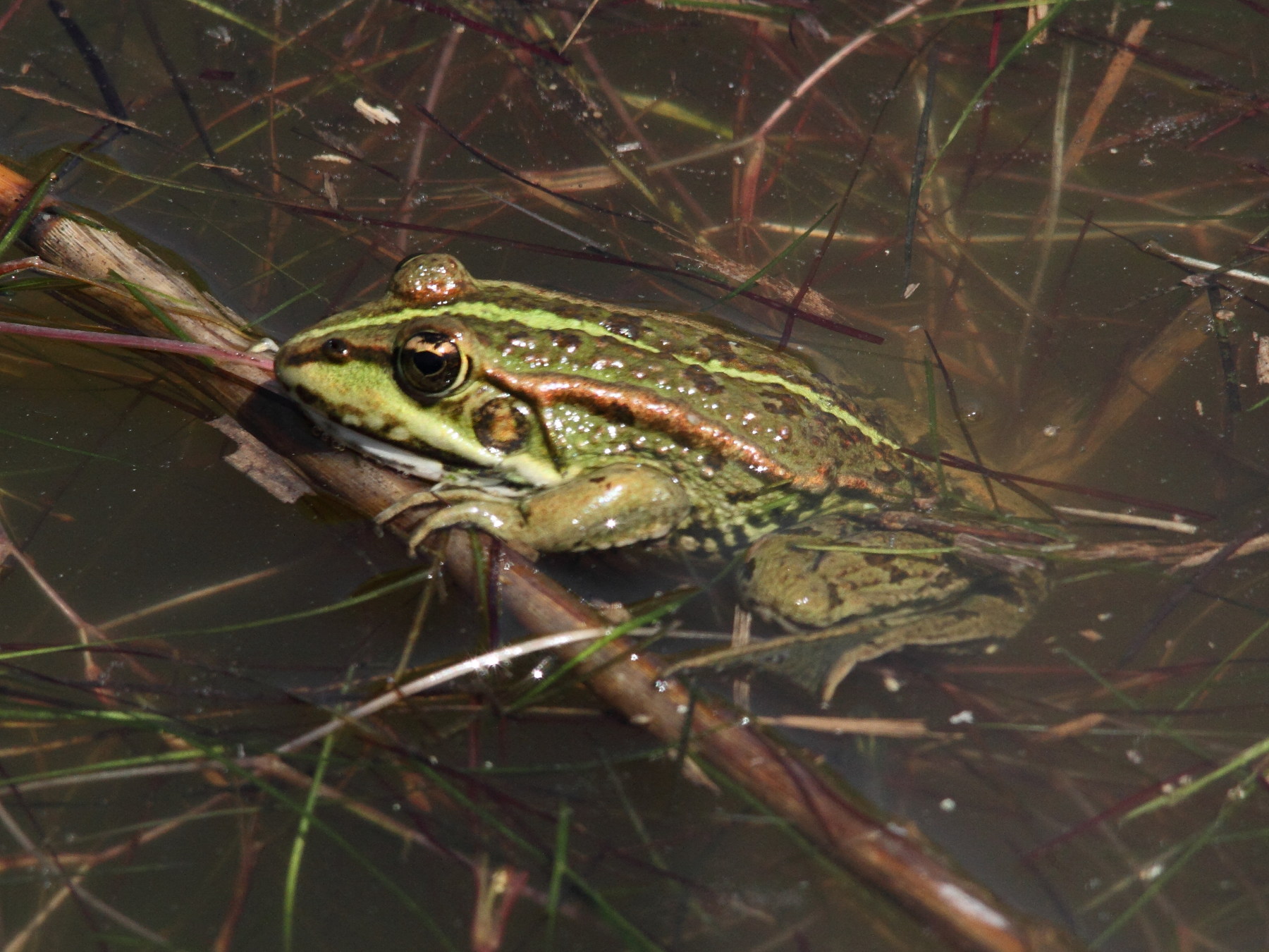 pelophylax_perezi3md