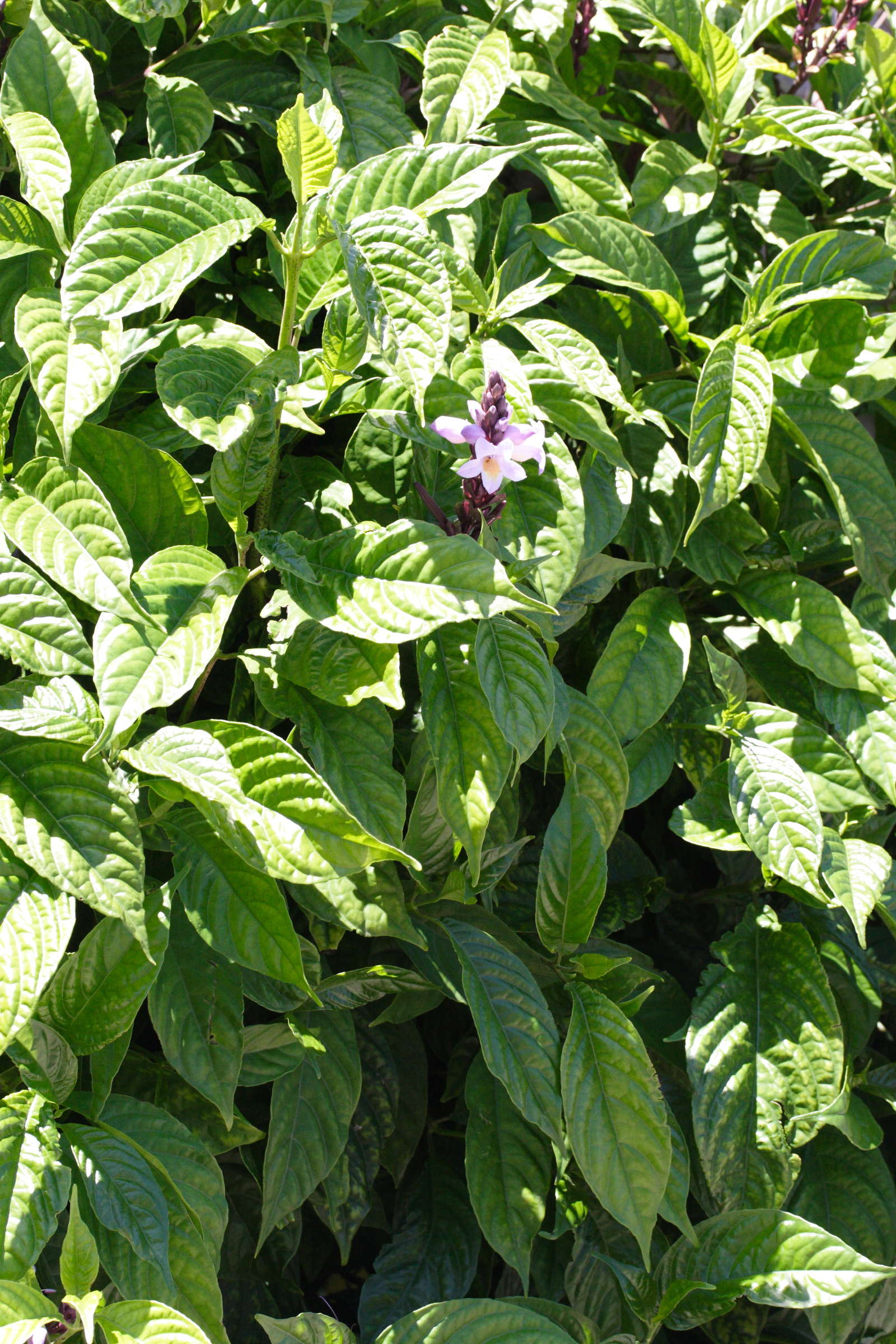 phlogacanthus_turgidus1md