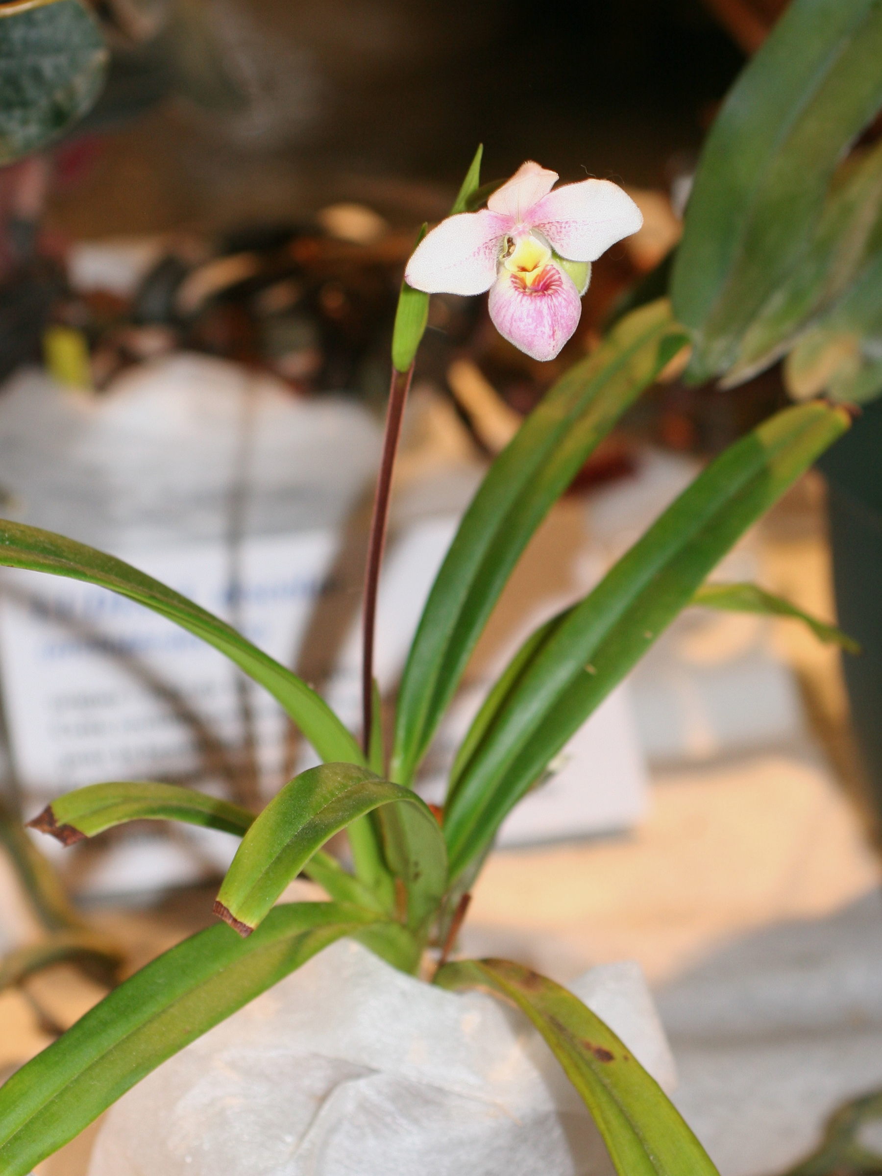 phragmipedium_schlimii1md