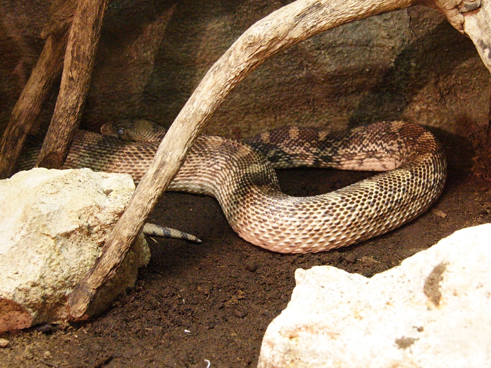 pituophis_catenifer1md