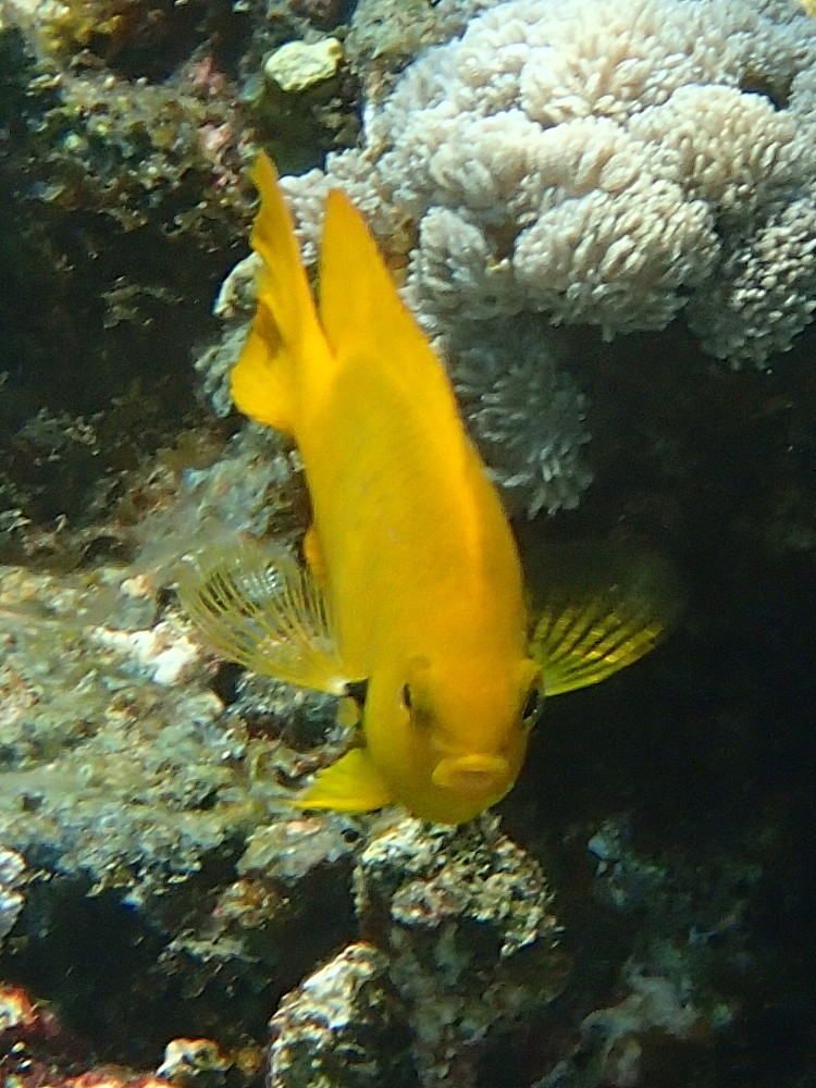 pomacentrus_sulfureus2bd