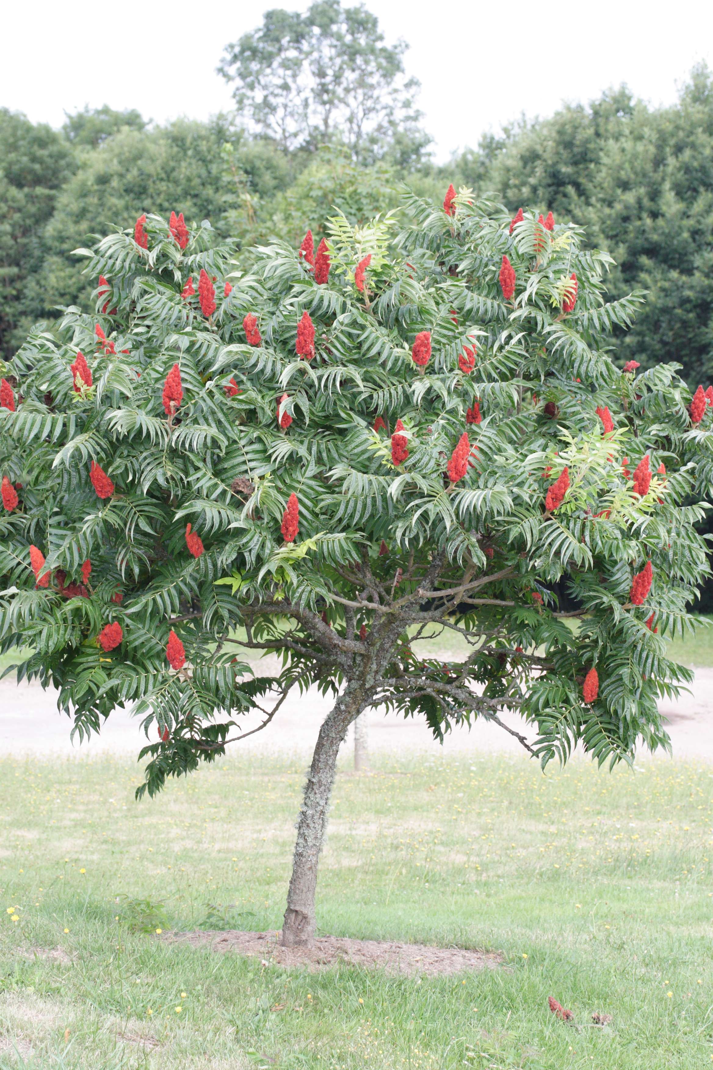 rhus_typhina1md