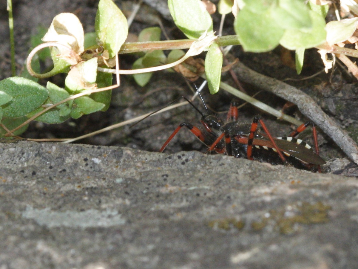 rhynocoris_cuspidatus1md