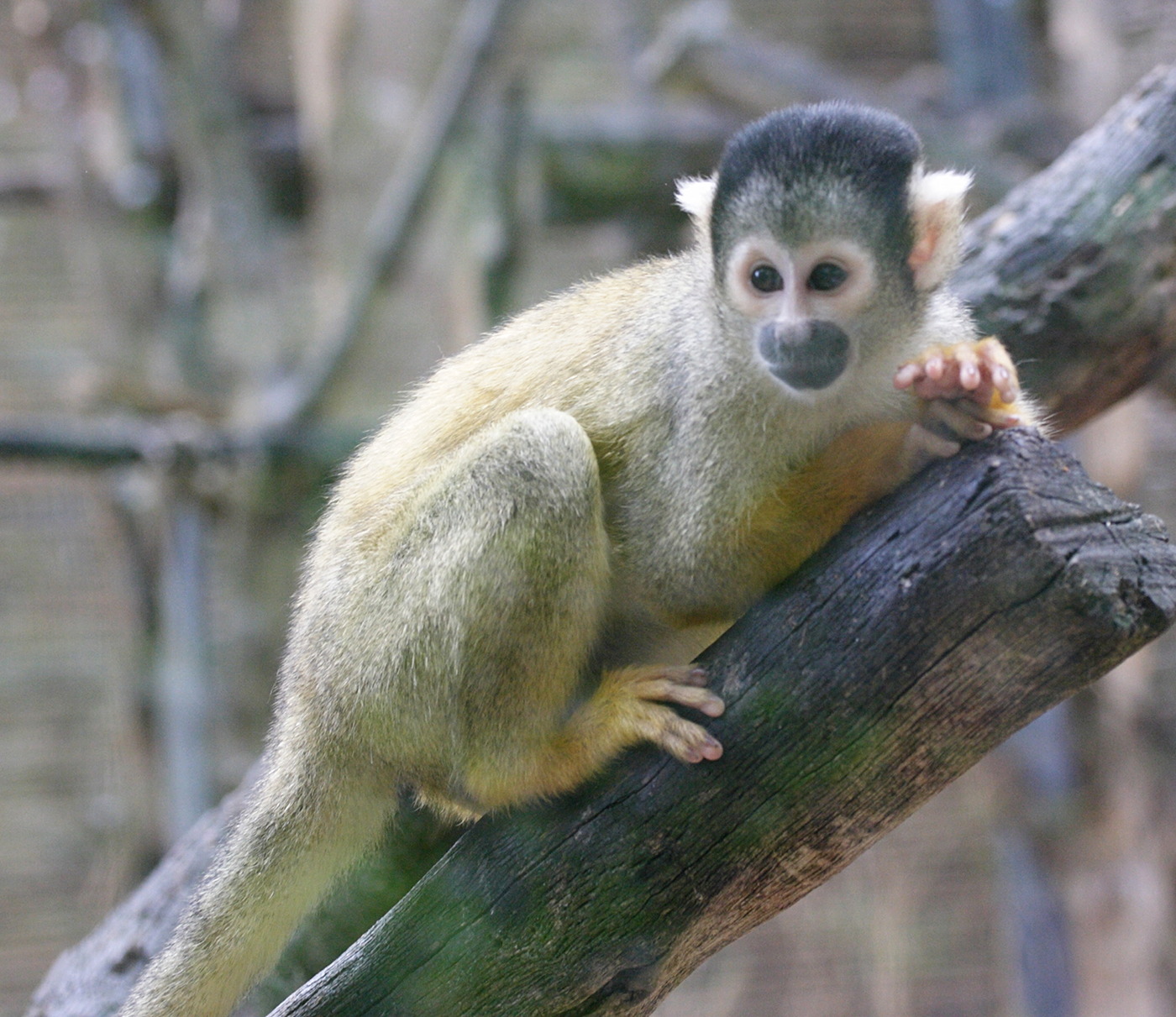 saimiri_boliviensis1md