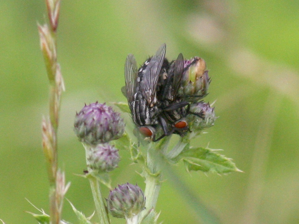 sarcophaga_carnaria1bd