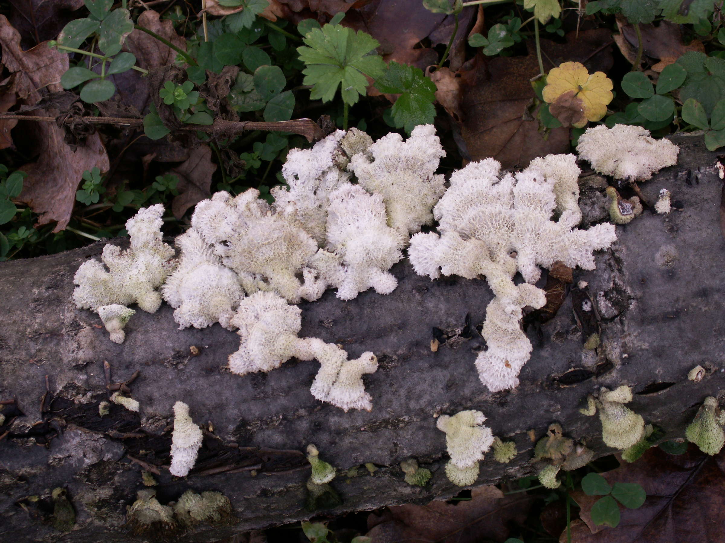 Afficher le média schizophyllum_commune4bmd schizophyllum_commune4bmd