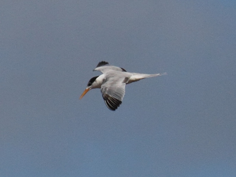 sterne_voyageuse_-_thalasseus_bengalensis1bd