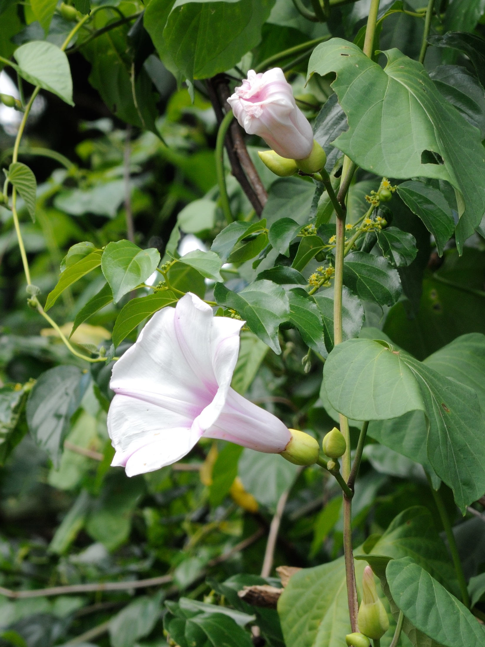 stictocardia_tiliifolia2md