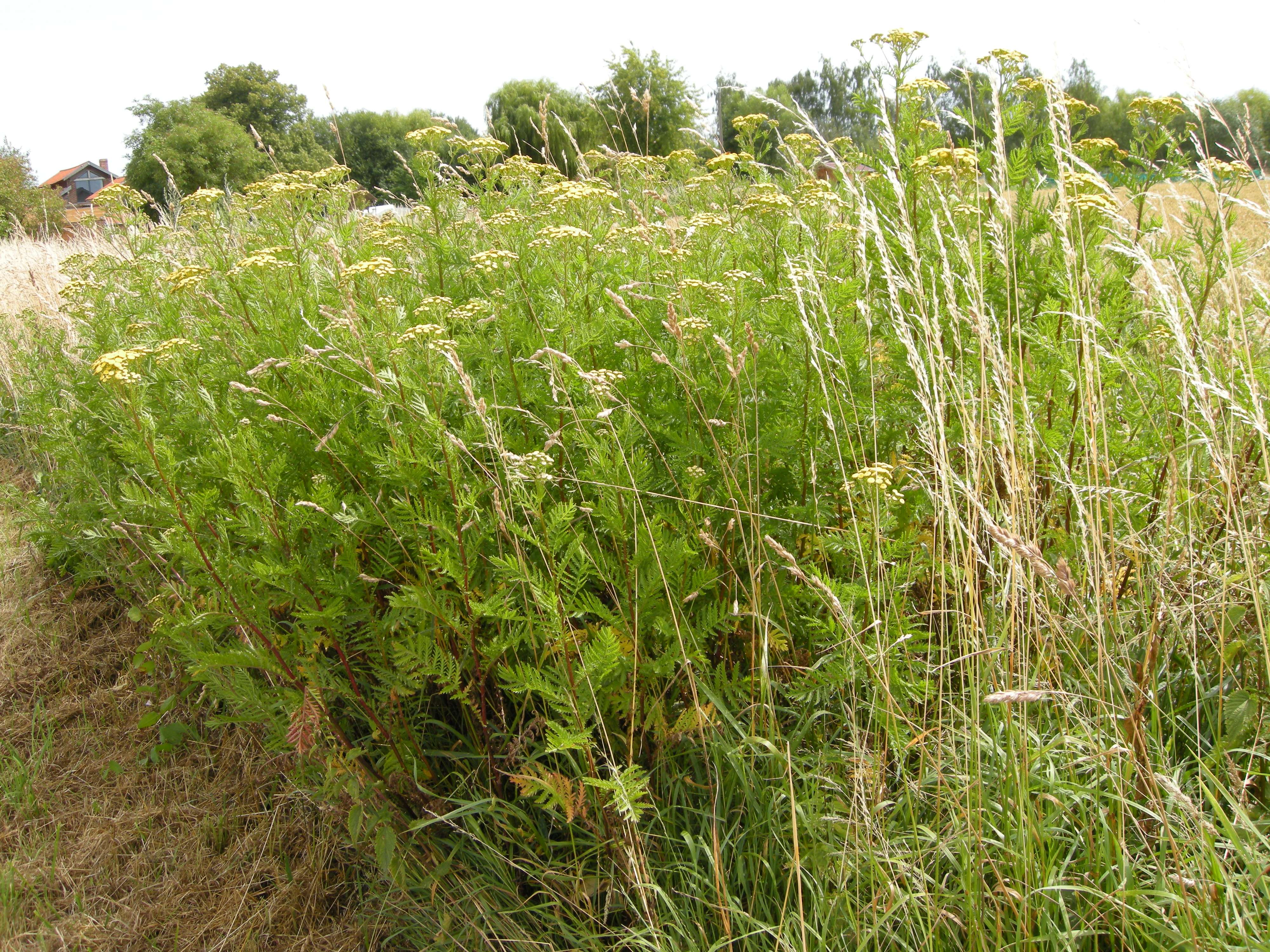 tanacetum_vulgare3md