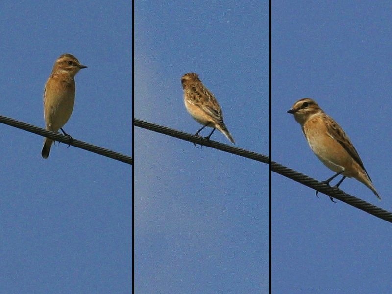 tarier_des_pres_-_saxicola_rubetra2bd