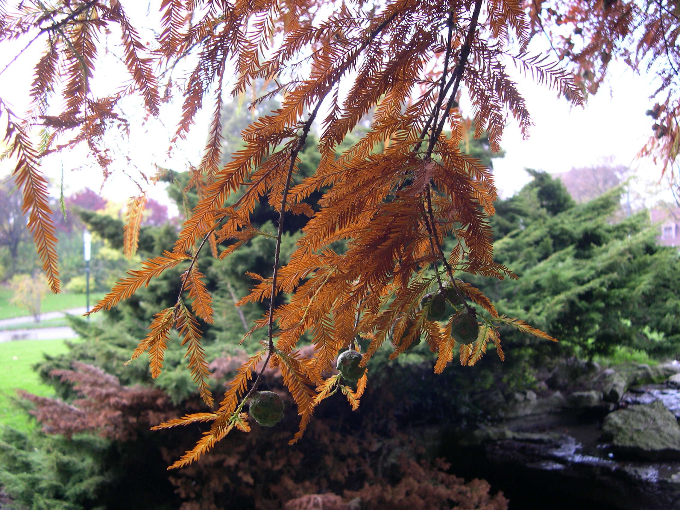 Afficher le média taxodium_distichum5md taxodium_distichum5md