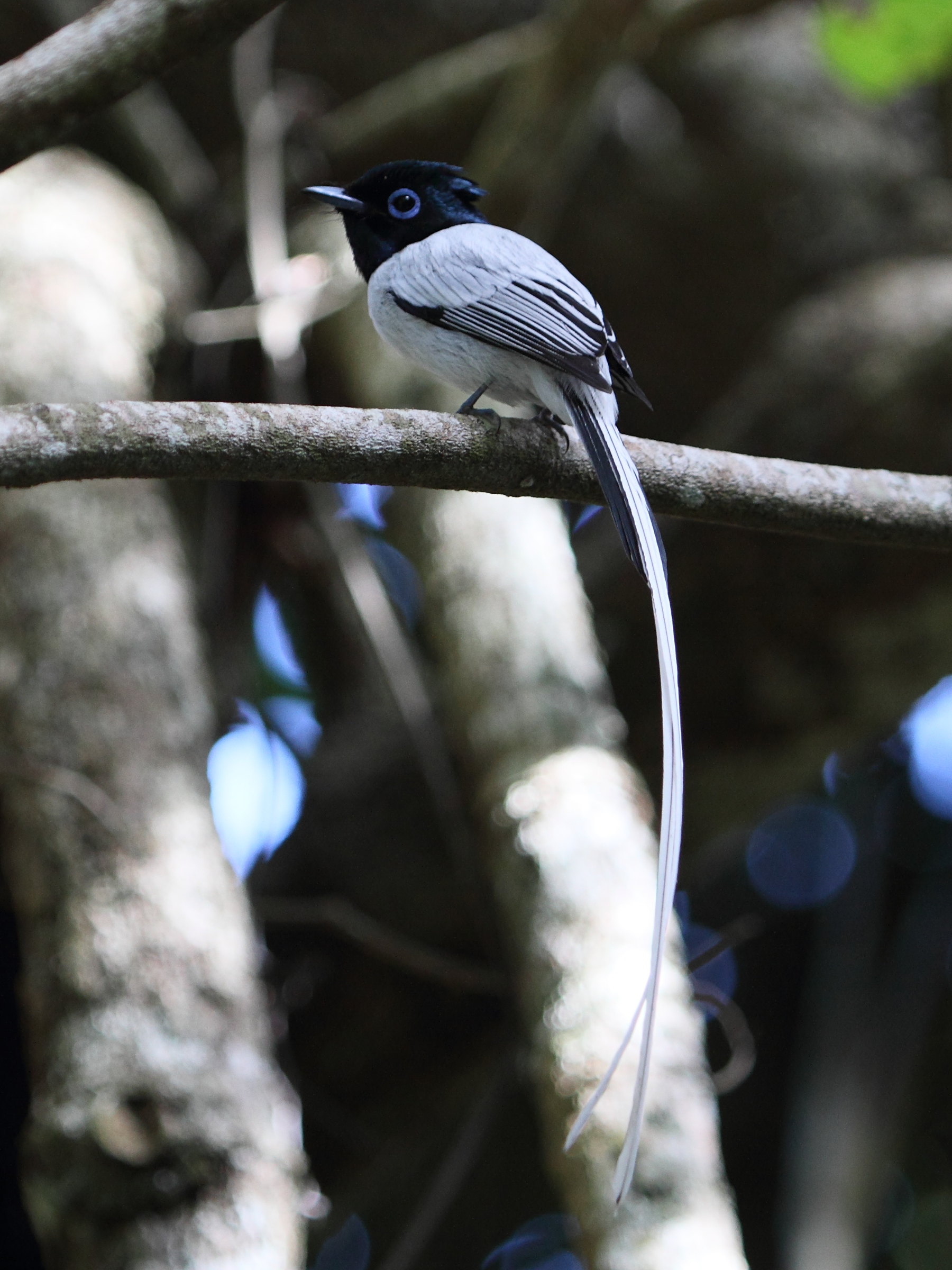 tchitrec_malgache_-_terpsiphone_mutata1bd