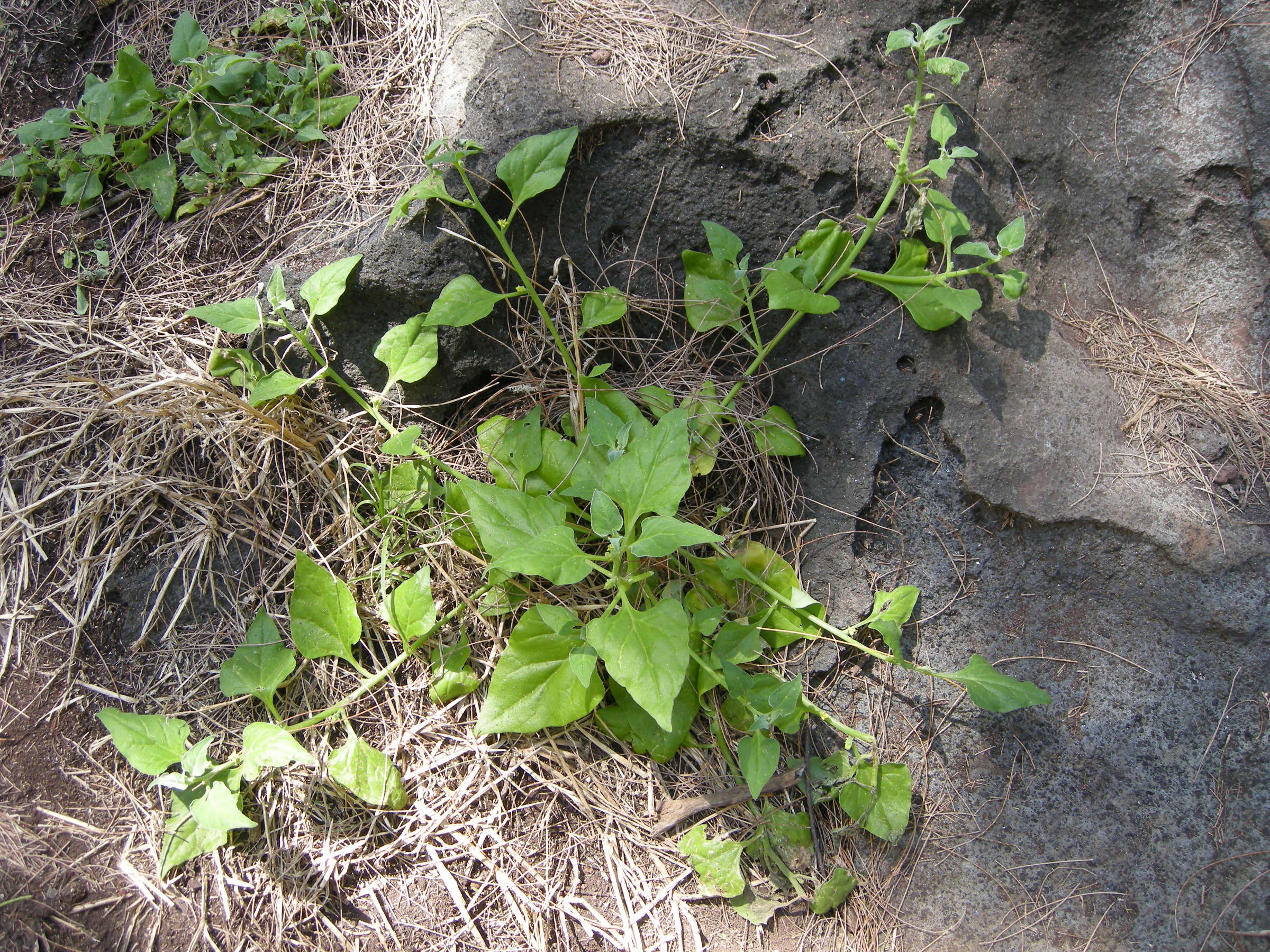 Afficher le média tetragonia_tetragonoides1md tetragonia_tetragonoides1md