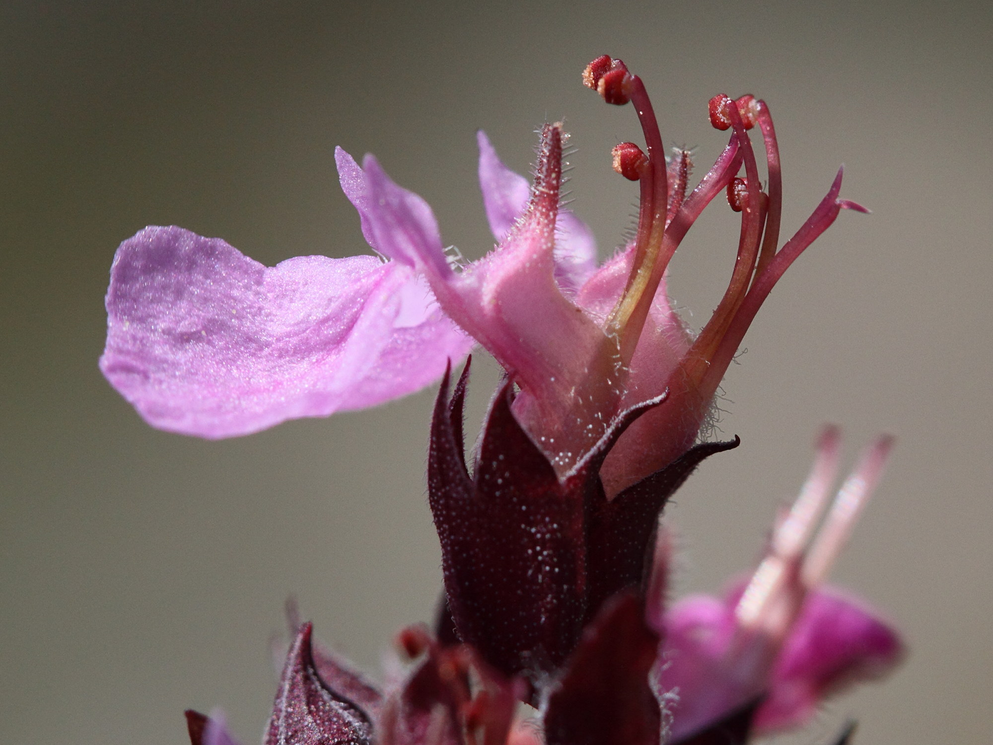 Afficher le média teucrium_chamaedrys6md teucrium_chamaedrys6md